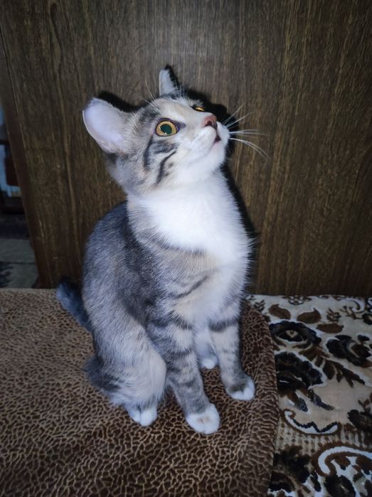 Котёнок девочка 5месяцев