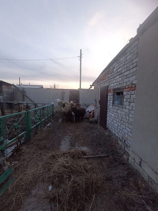 Продам баран и козы