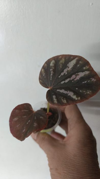 Каталог бегония Петропавловск