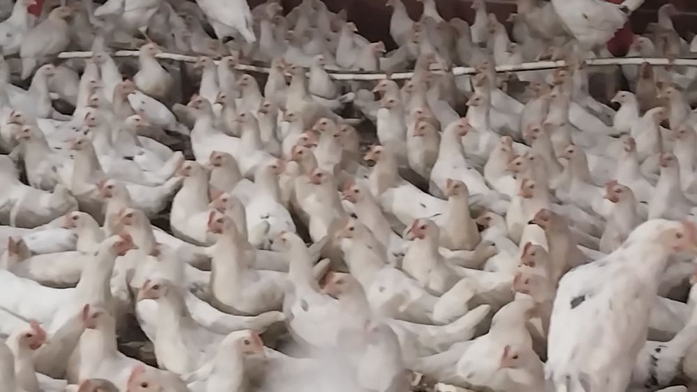 Loman sendi malotka tuxumga yaqin 1 qoʻldan sotiladi