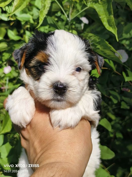 Продам щенков  бивера.