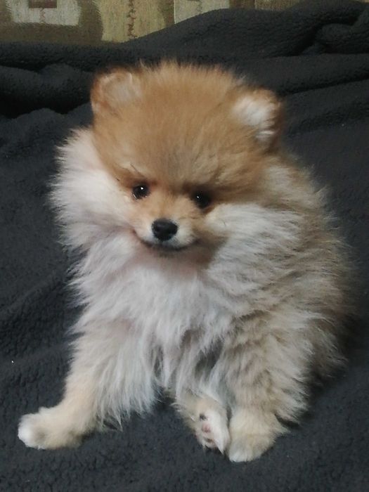 Красивые щенки шпица