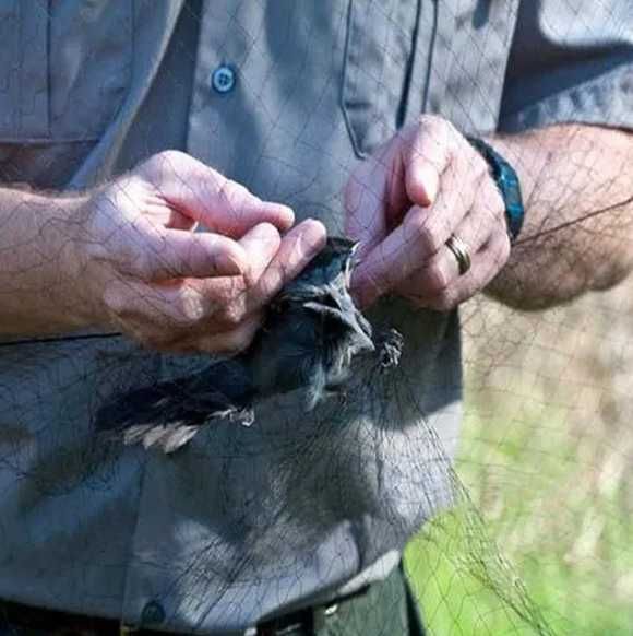 Plasa verticala anti pasari 3m x 15m