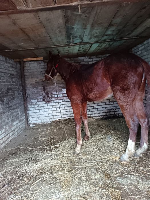 Жеребчк на иноходи 2 г