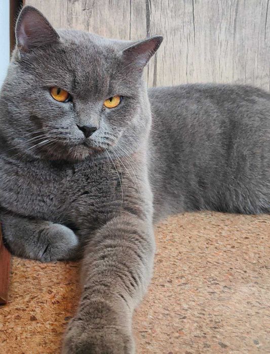 Красивые котята в добрые руки