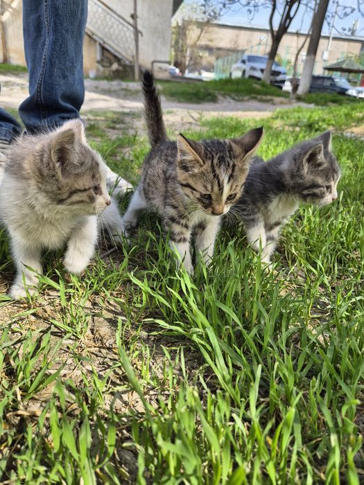 Котята в добрые руки