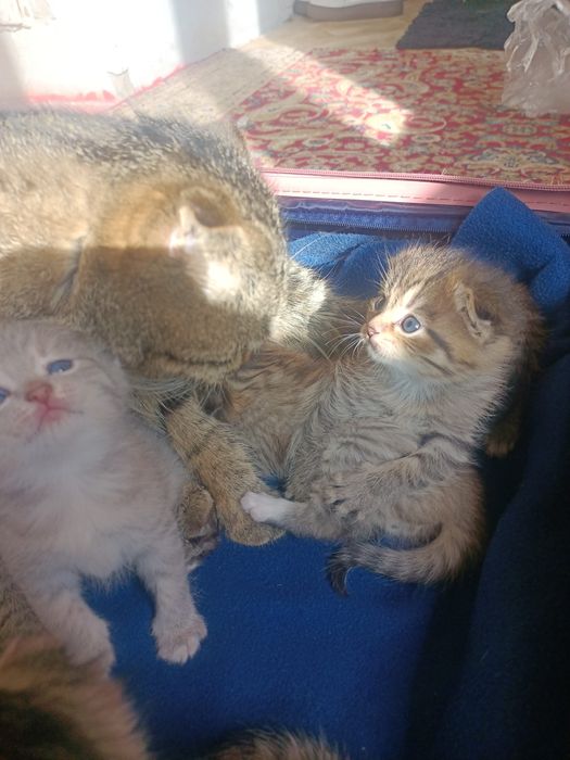 Вислоухие котенок шотландский парода