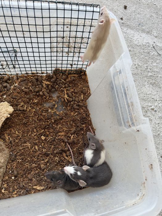 Sobolani de companie