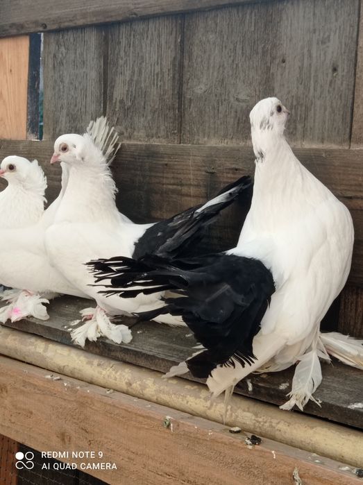 Porumbei Nordcaucazieni