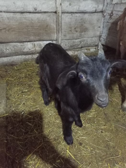 Продам молодого козлика