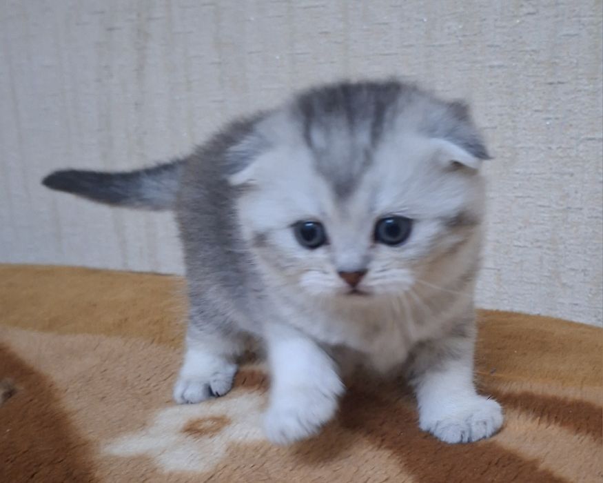 Продажа британские шиншилы