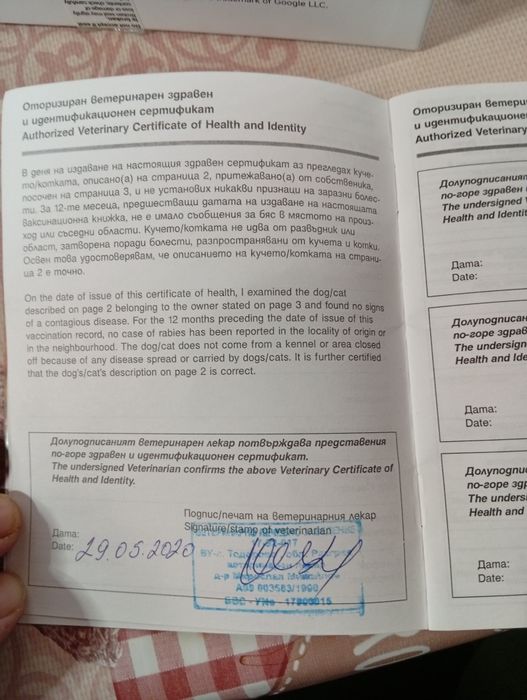 Куче Френски булдок