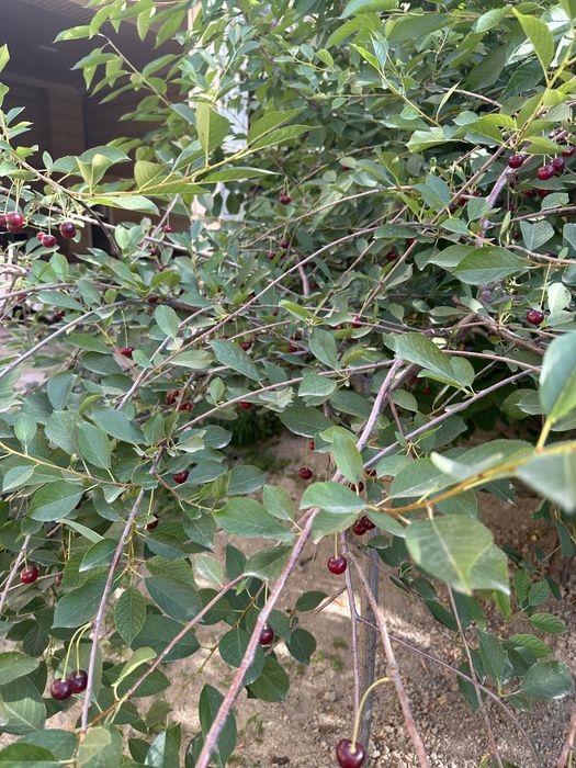 Продаю свой участок  (20х30) на против парка Янги Узбекисна 300 метров