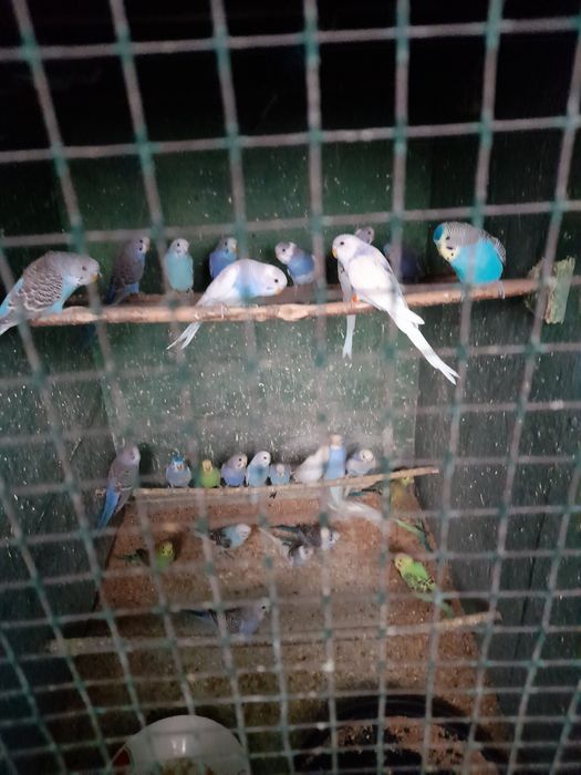 Vand peruși din crescatoria proprie