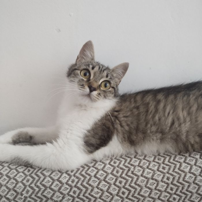 Котёнок в надёжные руки
