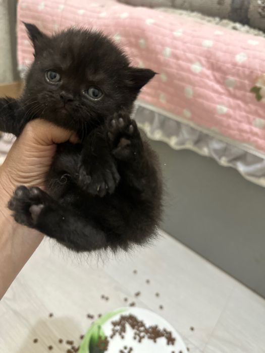 котята пародистой