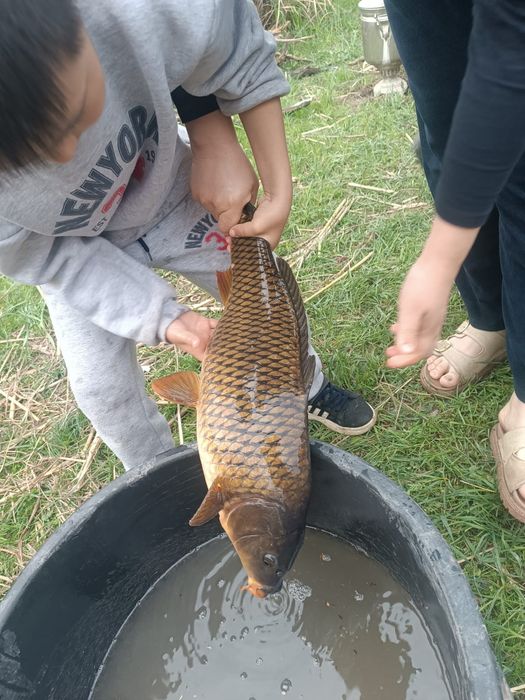 Живая рыба. Тірі балық сатылады