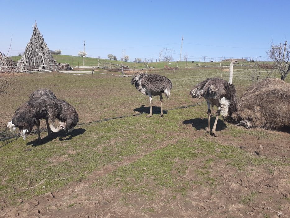 Struti emu  și african de vânzare