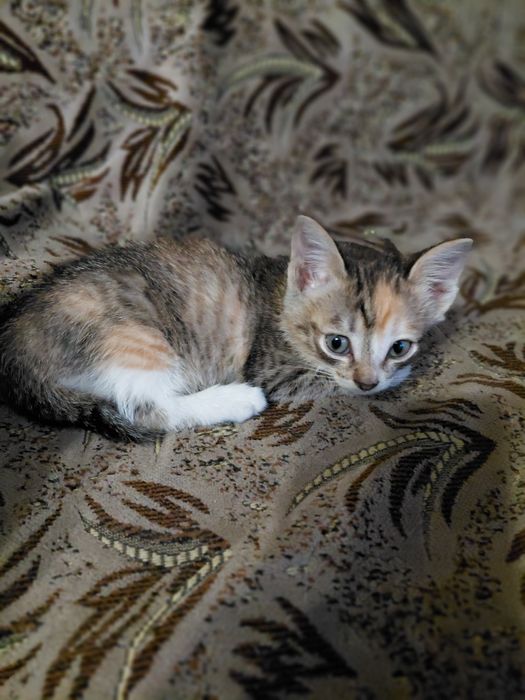 Отдам котят, 1,5 месяца