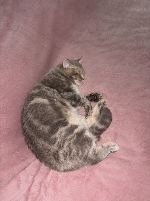 Подарявам породисто коте