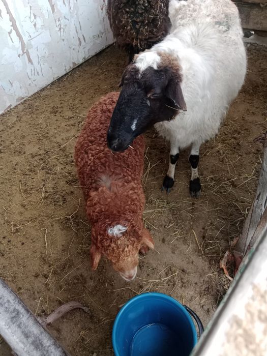 Саулык кои козысымен.