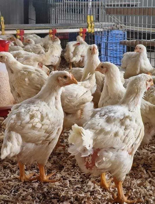 Pui alb și rasă mixtă rațe