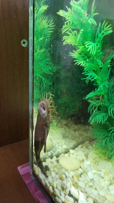 аквариумные рыбки СОМ