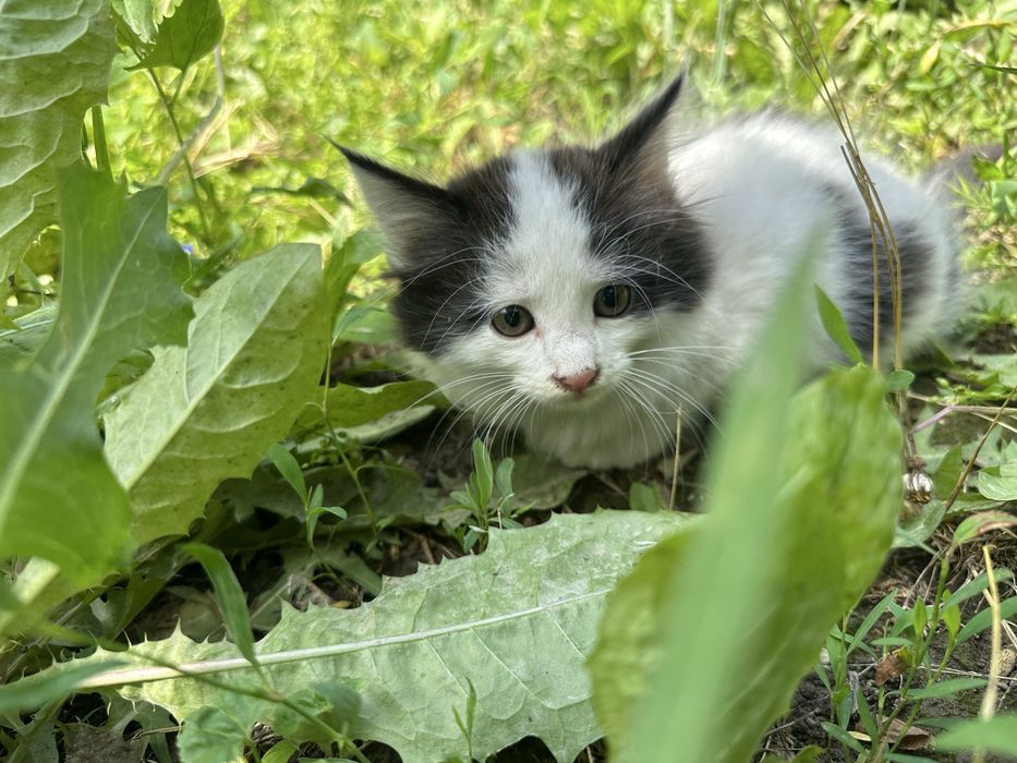 Отдам котят в добрые руки