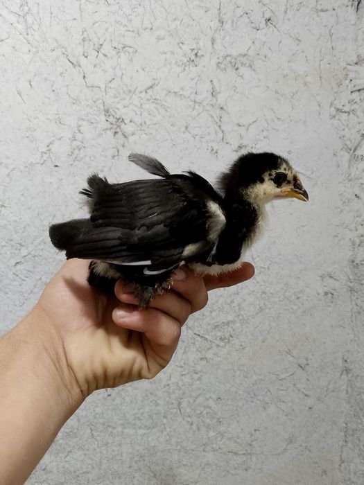 Андижон кора Шахзода жужалар Бир ойлик