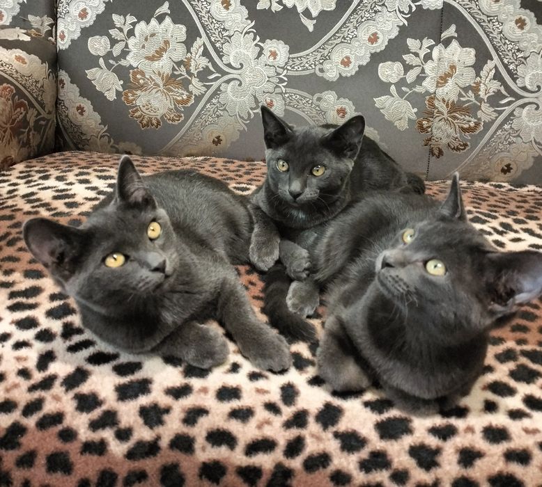 Отдам котят 3 месяца
