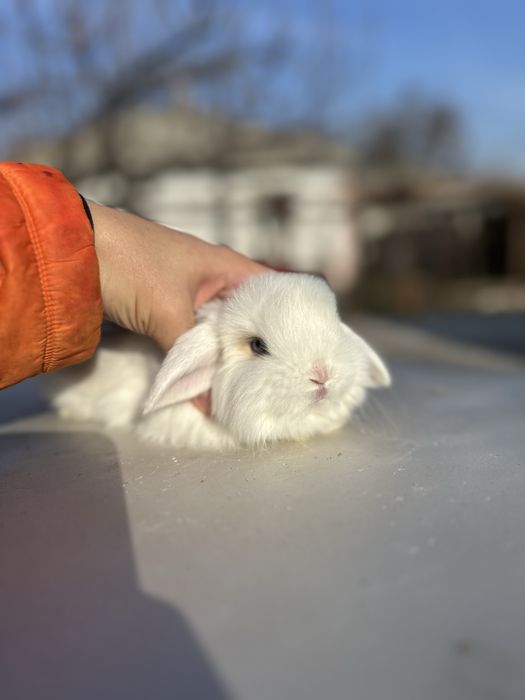 Кроолики декоративные карликовые