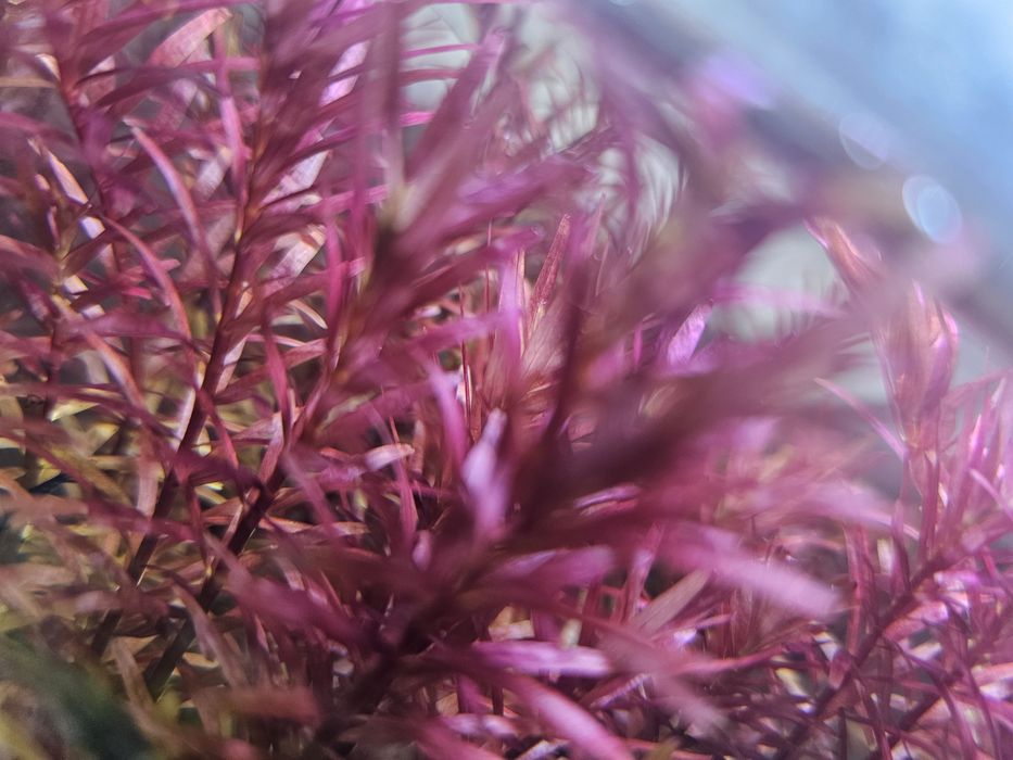 Продам роталу колората