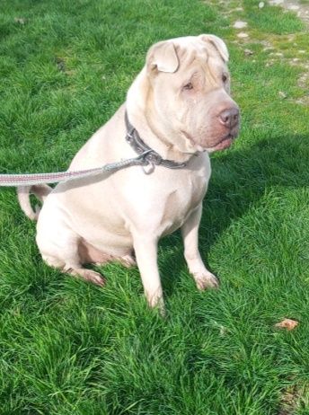 Вязка шарпей Американский