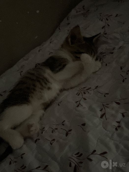 СРОЧНО! отдам в добрые руки милого котенка