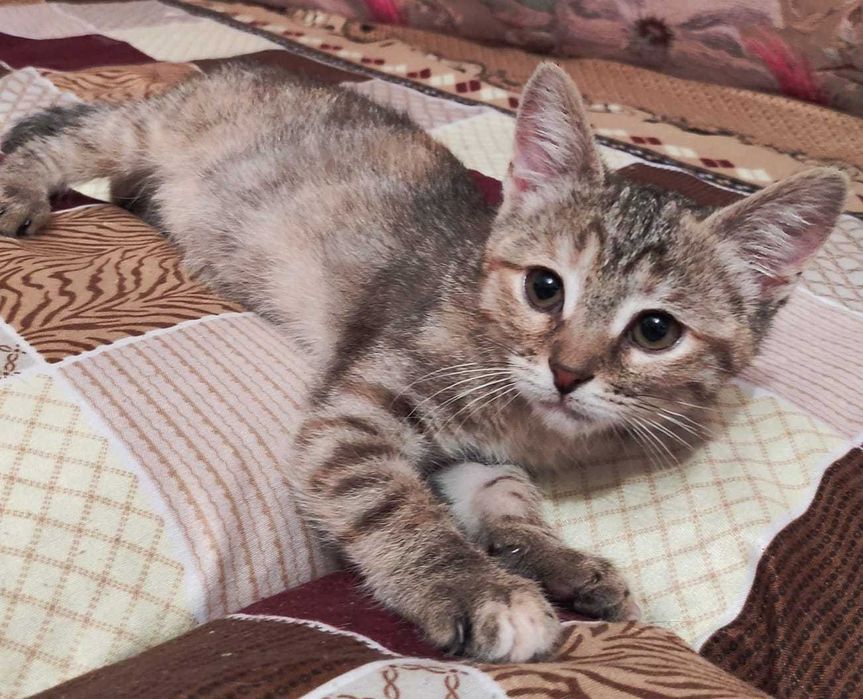 Котята в добрые ручки.