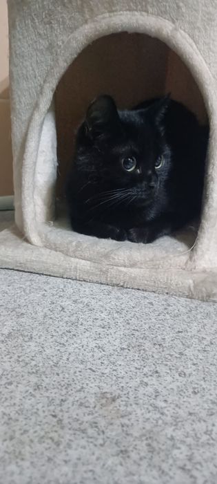 Котенка в добрые руки
