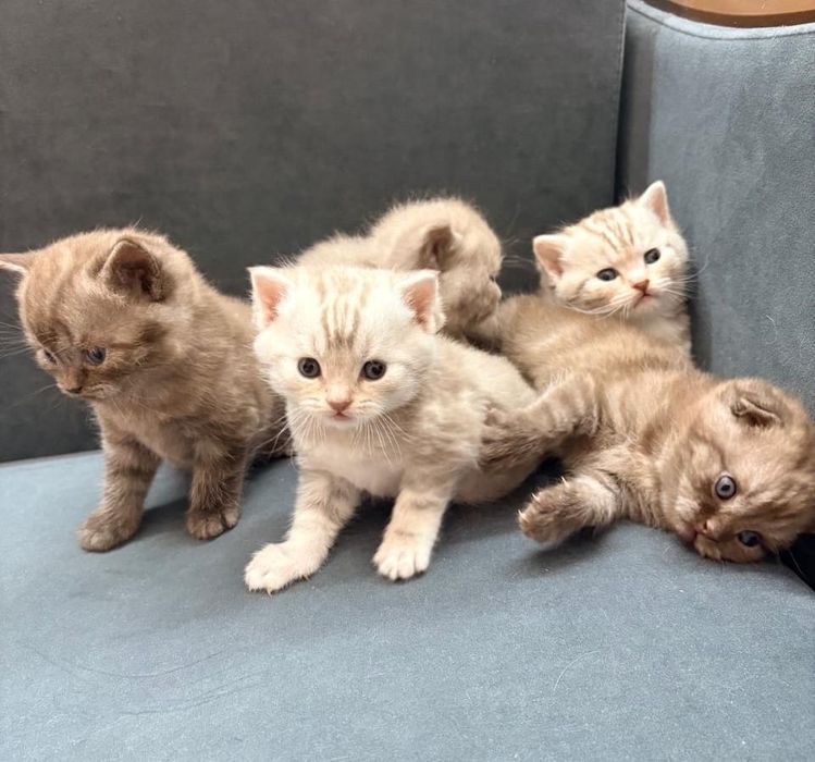 Кошка Скоттиш-фолд