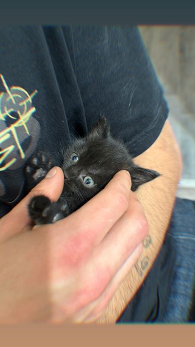 Котенок в добрые руки