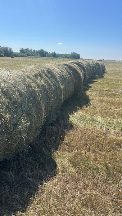Продам рулоны сено