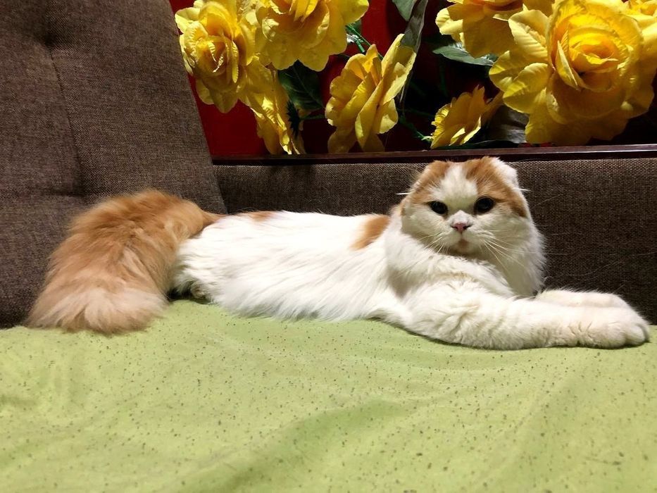 Scottish bicalor fold