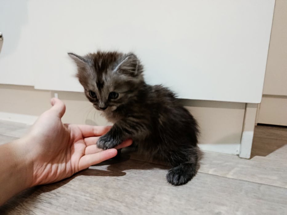 Продам котят, один мальчик и две девочки