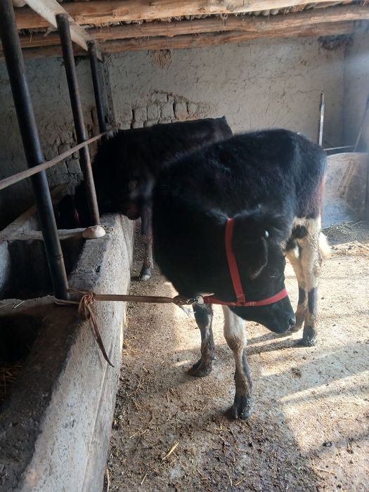 Таналар сотилади