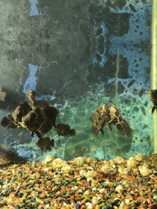 Мальки астронотусов