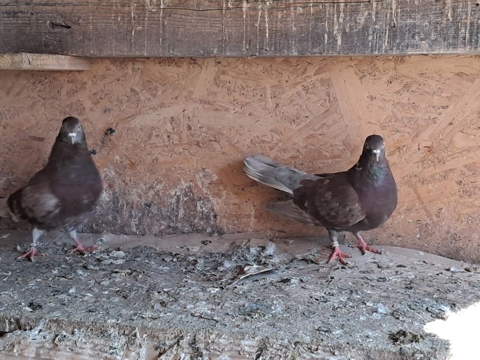 Vand porumbei ciungi si tipler englez