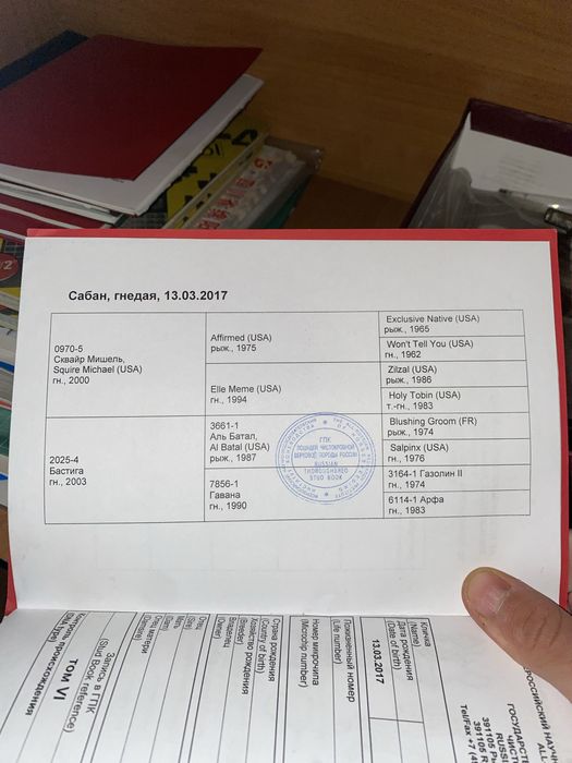 Чистокровный жеребец производитель