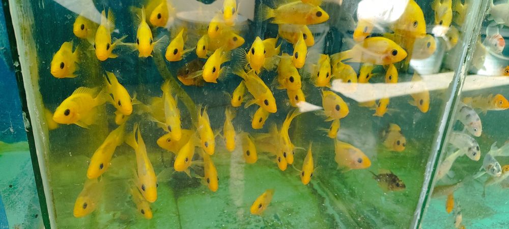 Аквариум балыктары сатылады