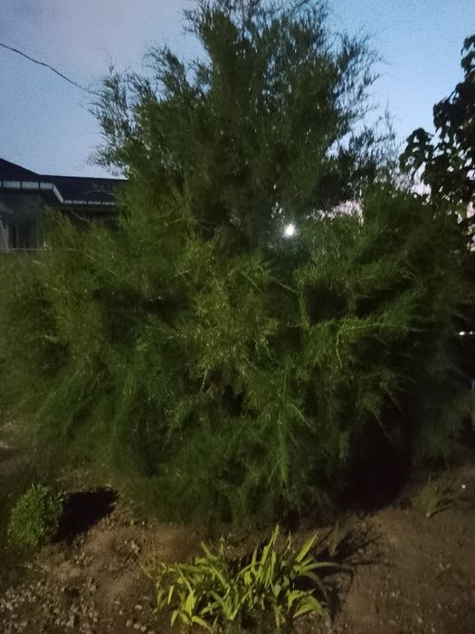 Срочно продоётся хвойное дерево Арча
