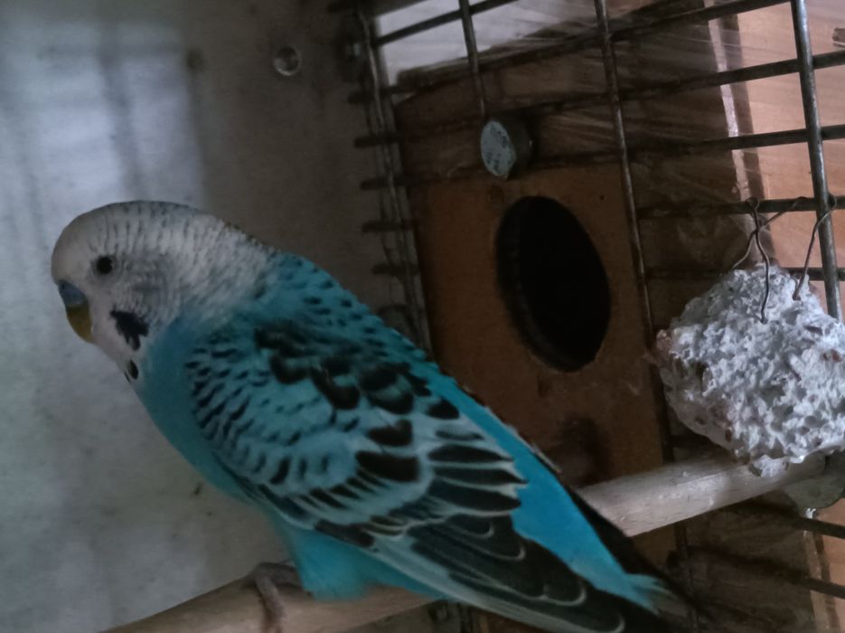 Vând peruș pui și 2 maturi.