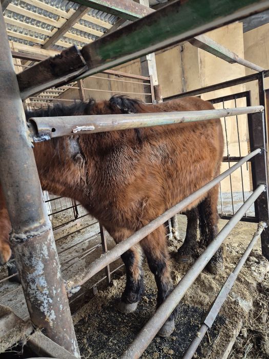 Кобыла с откорма