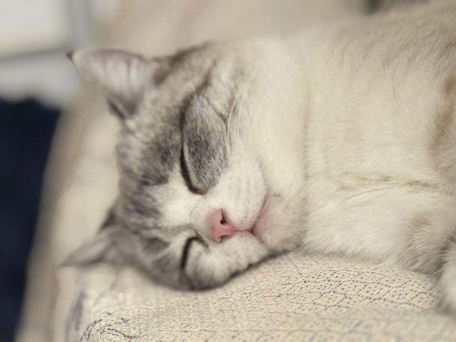 Очень красивая, игривая, ходит в лоток.